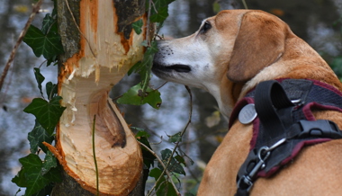 Biber wehrte sich und verletzte Hund schwer – die Wildhut mahnt zum richtigen Verhalten an Gewässern