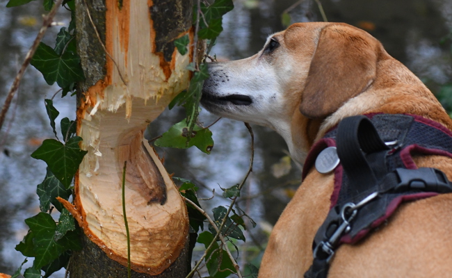 Biber wehrte sich und verletzte Hund schwer – die Wildhut mahnt zum richtigen Verhalten an Gewässern