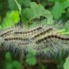 Fieber und allergene Schocks: Gefährliche Raupe kriechts ostwärts