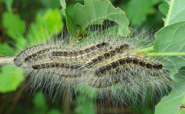 Fieber und allergene Schocks: Gefährliche Raupe kriechts ostwärts