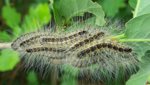 Fieber und allergene Schocks: Gefährliche Raupe kriechts ostwärts
