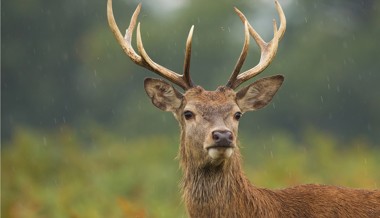 Knapp 5000 Rehe, Hirsche, Gämsen und Wildschweine erlegt