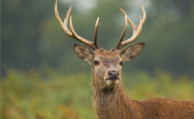 Knapp 5000 Rehe, Hirsche, Gämsen und Wildschweine erlegt
