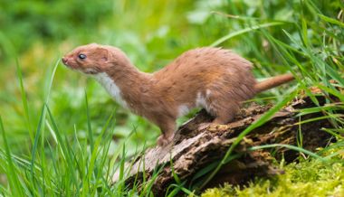WWF warnt: Um die Wieselarten steht es nicht gut