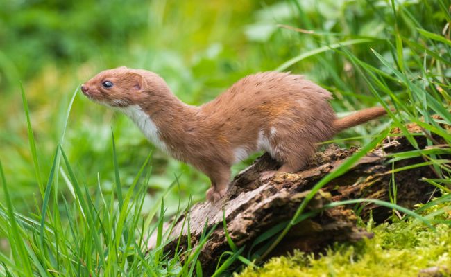 WWF warnt: Um die Wieselarten steht es nicht gut