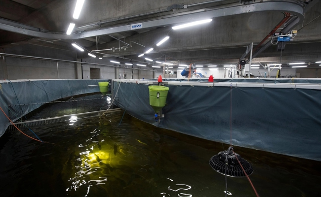 Tierschützer üben Kritik: Widerstand gegen geplante grösste Lachsfarm der Schweiz am Walensee