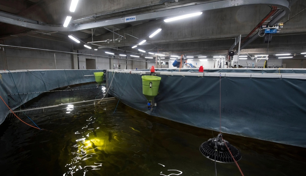A glimpse of the Atlantic salmon farm in the Lostallo plant of the company Swiss Lachs Pure Alpine Salmon in Lostallo, in canton of Grisons, Switzerland, on Thursday, 14. February 2019.
