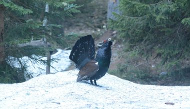 Skitourenfahrer sollten an die Auerhähne denken, denn in der Ostschweiz geht es ihnen wieder besser