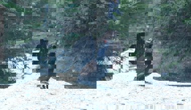 Skitourenfahrer sollten an die Auerhähne denken, denn in der Ostschweiz geht es ihnen wieder besser