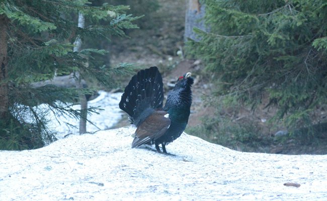 Skitourenfahrer sollten an die Auerhähne denken, denn in der Ostschweiz geht es ihnen wieder besser