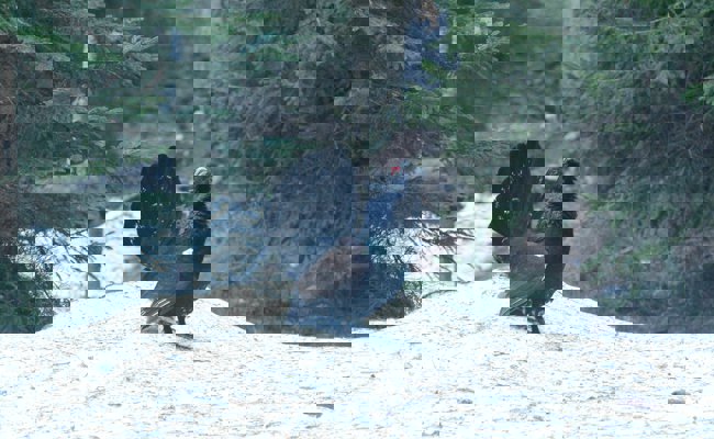 Skitourenfahrer sollten an die Auerhähne denken, denn in der Ostschweiz geht es ihnen wieder besser