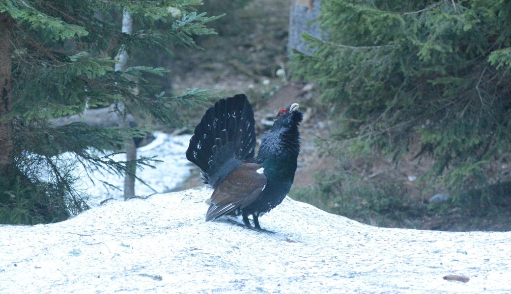 Skitourenfahrer sollten an die Auerhähne denken, denn in der Ostschweiz geht es ihnen wieder besser