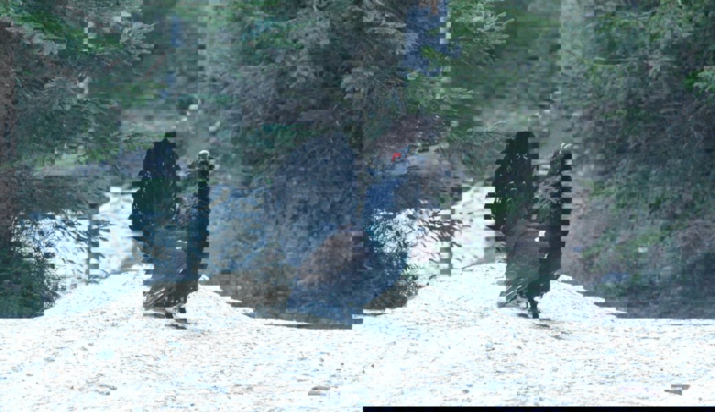 Skitourenfahrer sollten an die Auerhähne denken, denn in der Ostschweiz geht es ihnen wieder besser