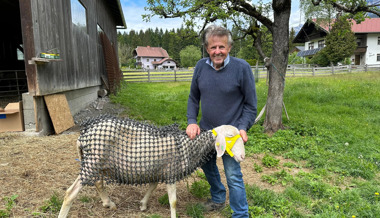 Kettenhemd als Wolfsschutz: Bund und Tierschutz kritisieren die Idee