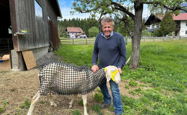 Kettenhemd als Wolfsschutz: Bund und Tierschutz kritisieren die Idee