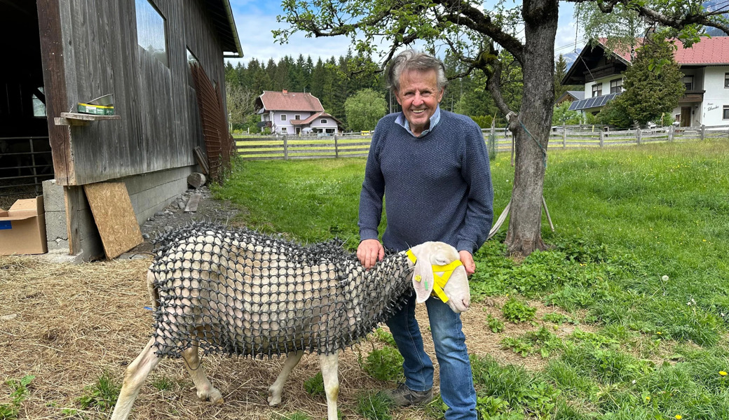 Kettenhemd als Wolfsschutz: Bund und Tierschutz kritisieren die Idee