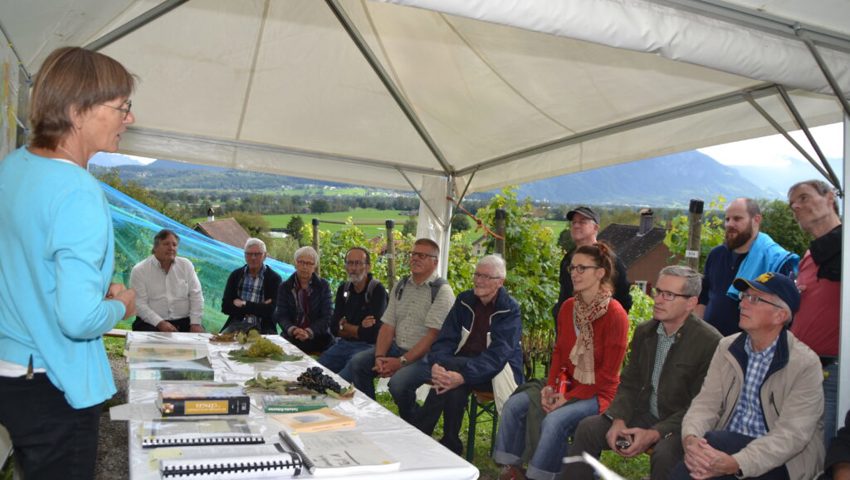  In der Freizeit engagiert sich Barbara Oppliger im Rebberg so auch am Rebpatenfest 2019.