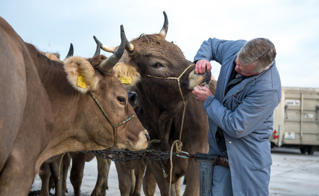 Der Ruf nach einer regionalen Metzg wird lauter