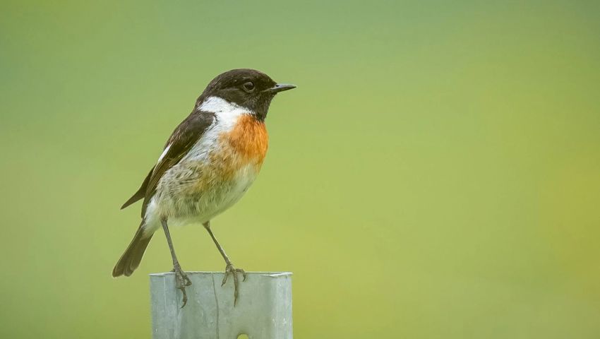 Ein Schwarzkehlchen.