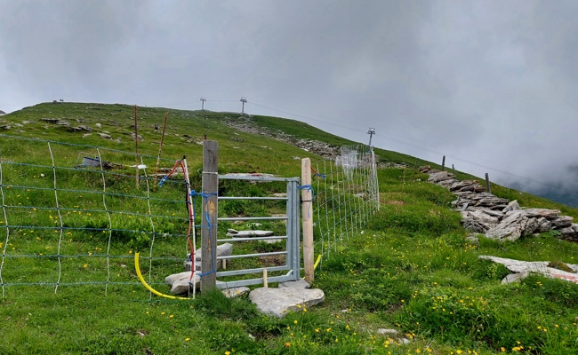 Schutz gegen Wolf auf dem Gamserrugg: Ein Pferch soll’s richten
