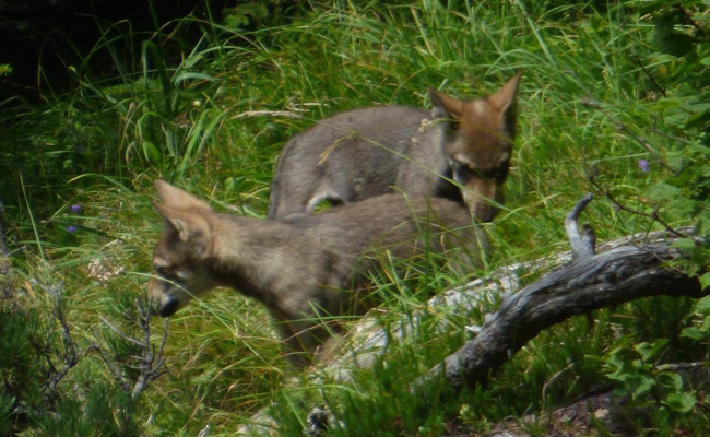 Zwei Jungwölfe im Weisstannental zum Abschuss freigegeben