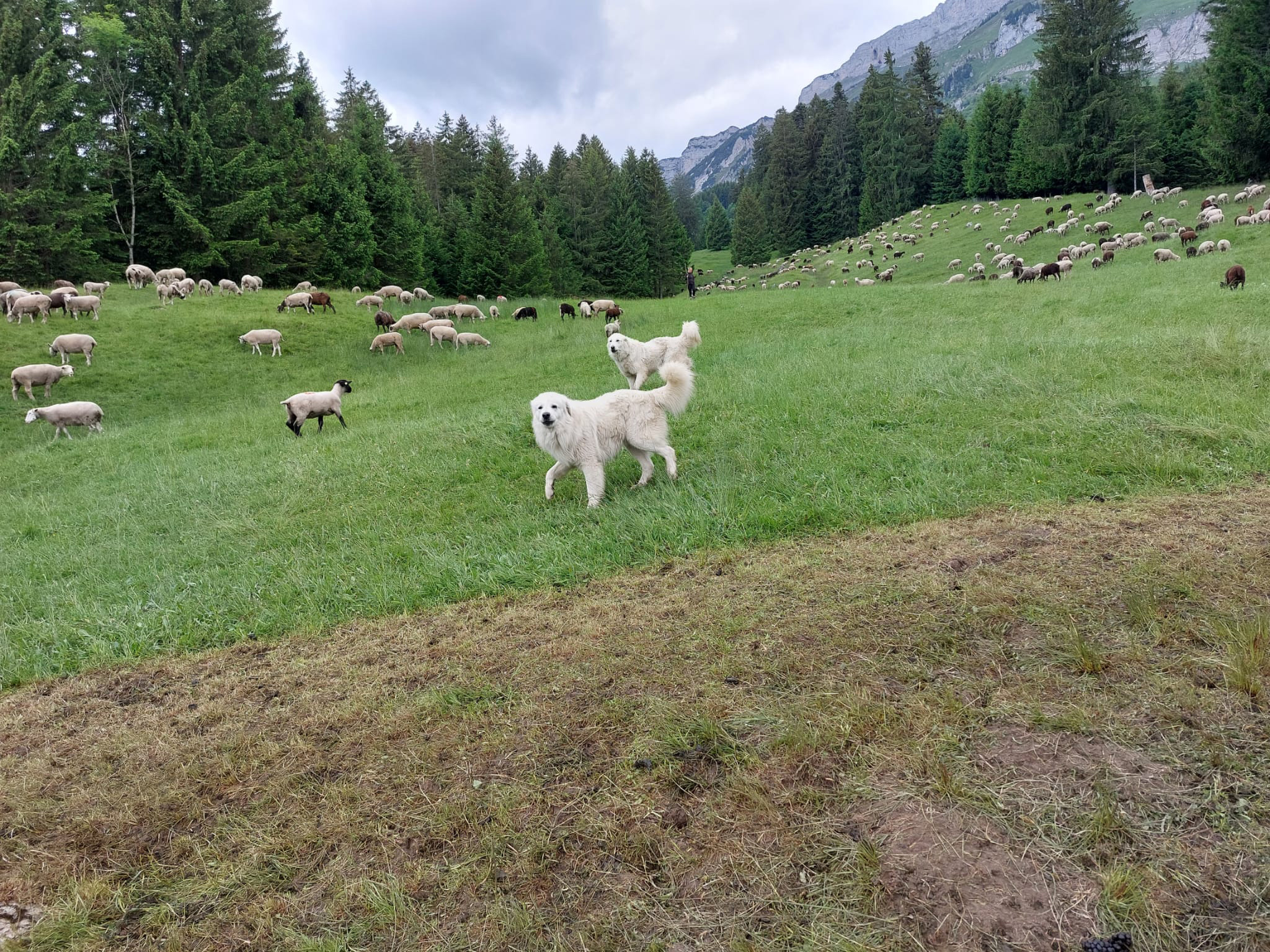 Sechs Herdenschutzhunde auf Alp Säss: Wanderwege werden gesperrt