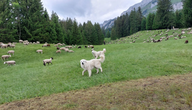 Sechs Herdenschutzhunde auf Alp Säss: Wanderwege werden gesperrt