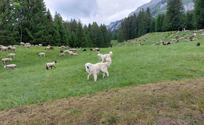 Sechs Herdenschutzhunde auf Alp Säss: Wanderwege werden gesperrt