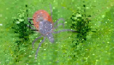 Die Ostschweiz gilt als Risikogebiet für Zeckenstiche – das rät der Experte