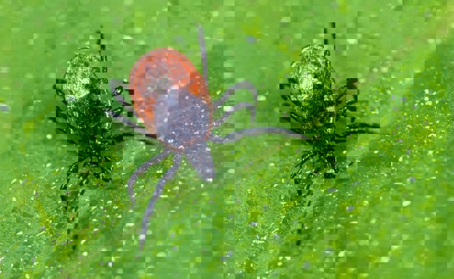 Die Ostschweiz gilt als Risikogebiet für Zeckenstiche – das rät der Experte