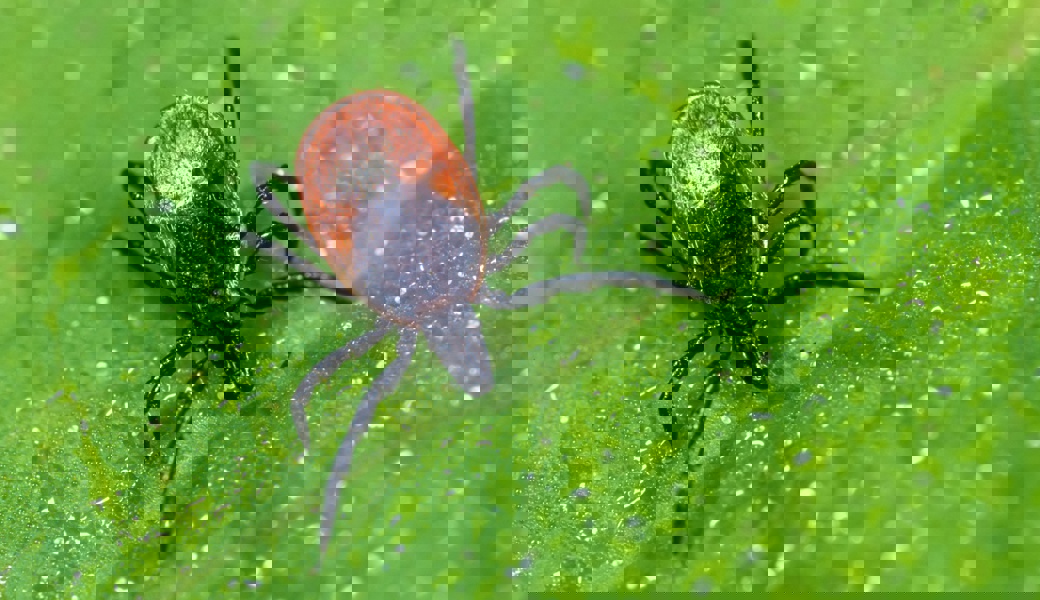 Sie lauern in Wiesen und Wäldern: Zecken übertragen gefährliche Krankheiten auf den Menschen.