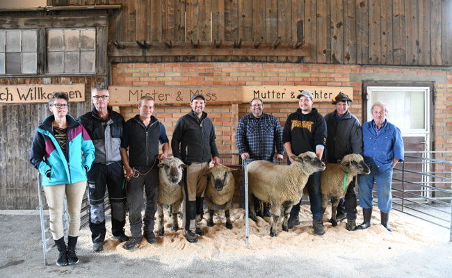 Ibella und Kessler sind die schönsten Braunköpfigen Fleischschafe in Buchs