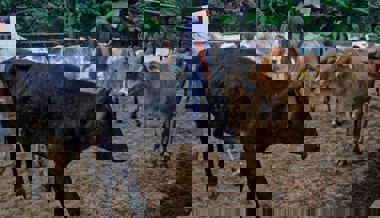 Hochansteckende Rinderseuche in Grenznähe beunruhigt Ostschweizer Bauern