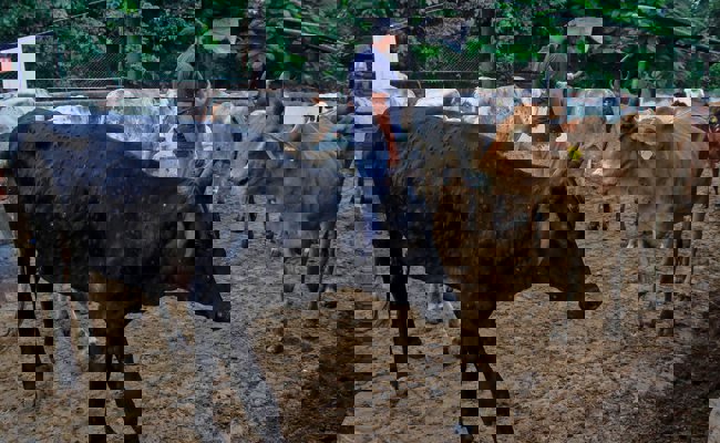 Hochansteckende Rinderseuche in Grenznähe beunruhigt Ostschweizer Bauern