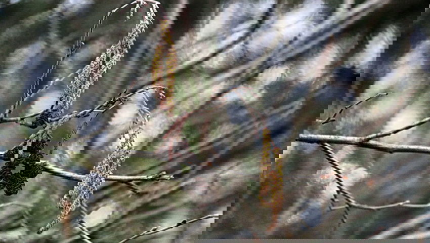  Die Erle blüht auf der Alpennordseite bereits schon im Februar. 