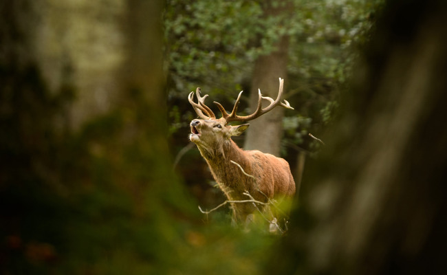 Wilderer kassiert Busse und bedingte Freiheitsstrafe