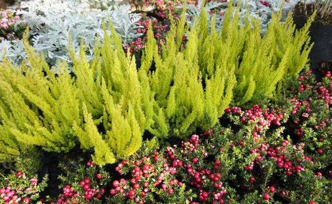 Gartentipp: Die kalte Jahreszeit setzt der Pflanzenpracht keinen Halt