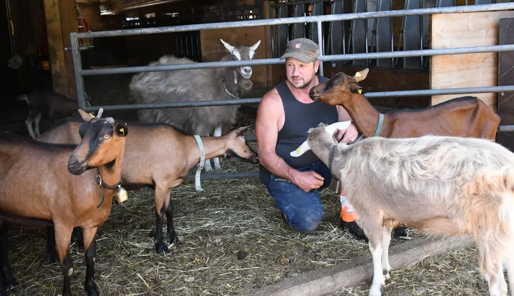 Fünf von rund 90 Ziegen, die es sich auf dem Hof von Beat Abderhalden in Starkenbach gut gehen lassen und von denen jede täglich rund zwei Liter Milch gibt.