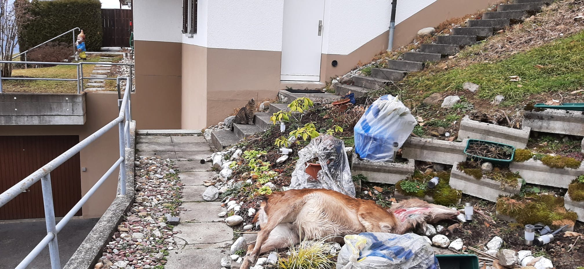 Mitten im Garten liegt die von einem Wolf gerissene Hirschkuh.