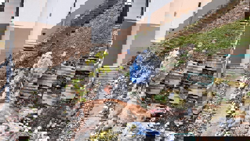 Mitten im Garten liegt die von einem Wolf gerissene Hirschkuh.