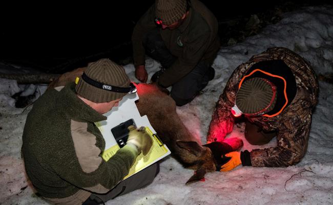 Mit Halsbändern, Sonden und Speichelproben: Forscher untersuchten Rothirsche