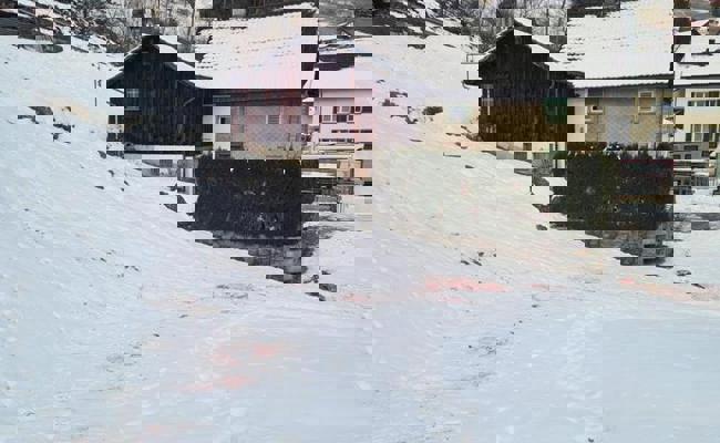 Totes Rehkitz in Mels: Mit «Fake-News» einen Wolfsriss vorgetäuscht