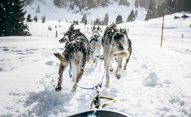«Die Hunde geben immer Vollgas» – Mit dem Schlitten durch den Schnee am Flumserberg