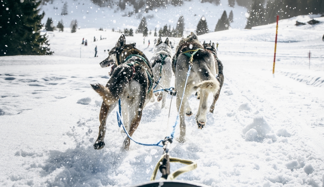 «Die Hunde geben immer Vollgas» – Mit dem Schlitten durch den Schnee am Flumserberg
