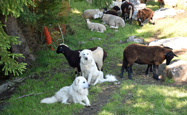 Schutzhunde im Einsatz: Alp Säss ist für Wanderungen gesperrt