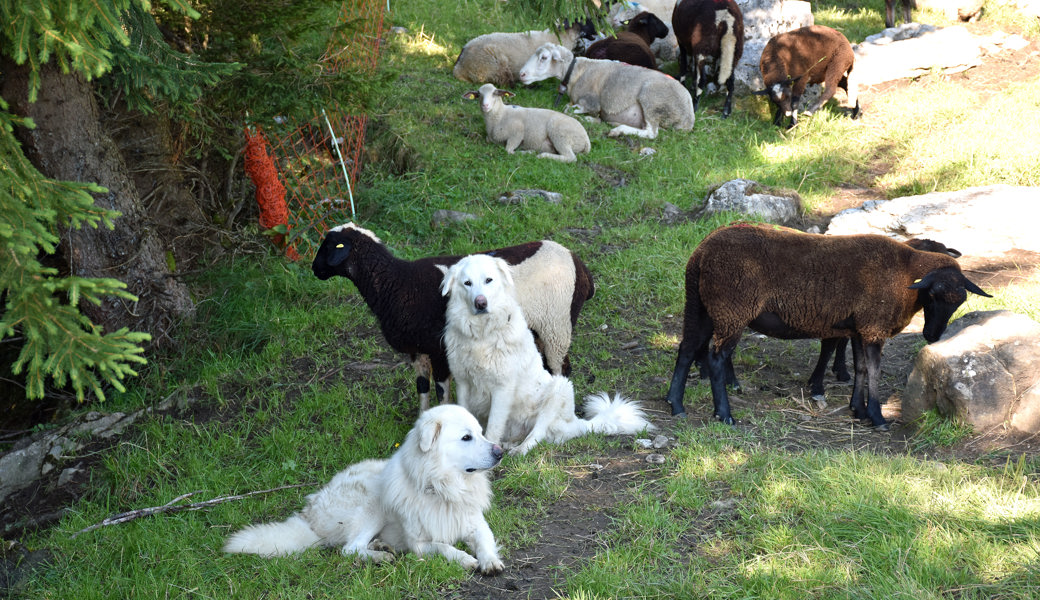 Herdenschutzhunde bewachen auf der Alp Säss eine Schafherde vor Wölfen – aber auch vor Hunden oder fremden Menschen, die den Schafen zu nahe kommen oder sich falsch verhalten. 
