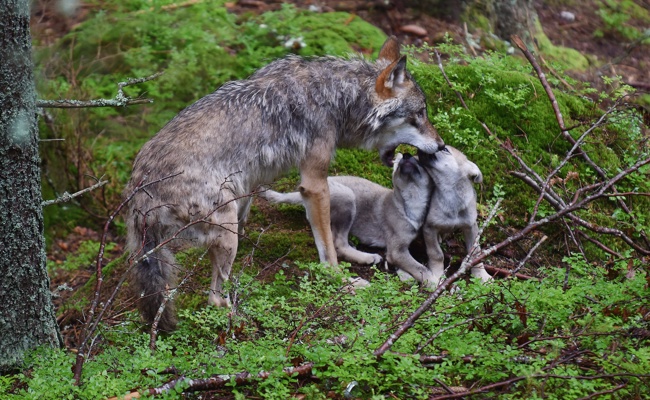 Ein Vorstoss im Kantonsrat nimmt die Gamserrugg-Wölfe in Schutz