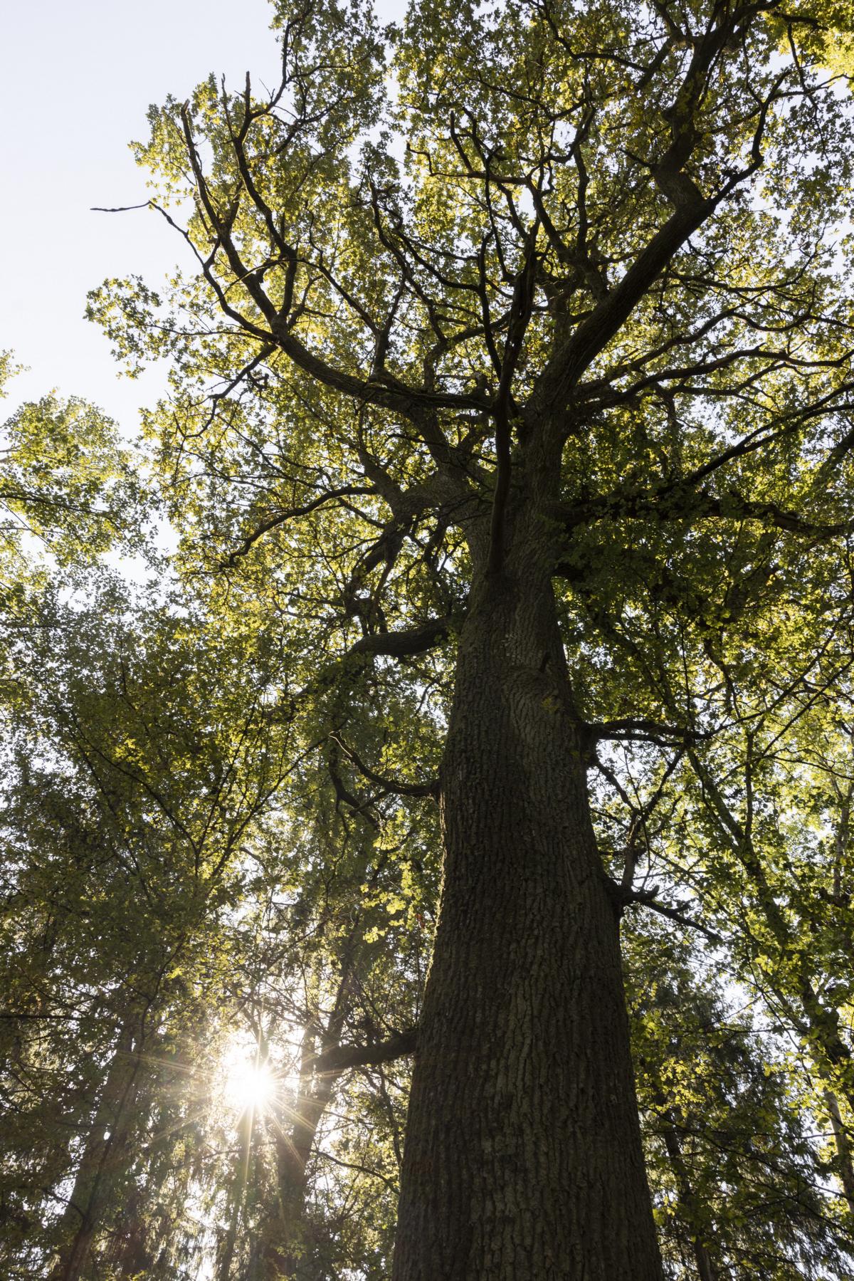 Der Baum als Wildtierkosmos in Städten und Dörfern