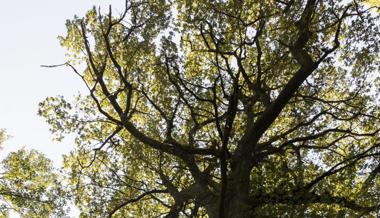 Der Baum als Wildtierkosmos in Städten und Dörfern