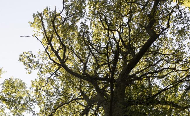 Der Baum als Wildtierkosmos in Städten und Dörfern